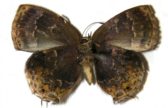 Fig. 11.  Vista dorsal, adulto de <i>Ocaria</i> ocrisiaDHJ02  (Lycaenidae). Area de Conservación Guanacaste, Sector Cacao, Sendero Maritza, elevación 760mt. (02-SRNP-9468-DHJ362823).