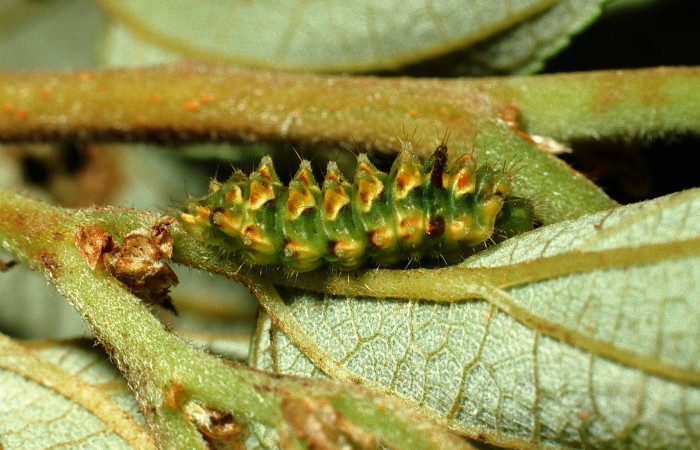 Fig. 3. Larva en último estadio de <i>Ocaria</i> ocrisiaDHJ02 (Lycaenidae). Area de Conservación Guanacaste, Sector Cacao, Sendero Maritza, elevación 1150mt. (02-SRNP-9468-DHJ66794.jpg).