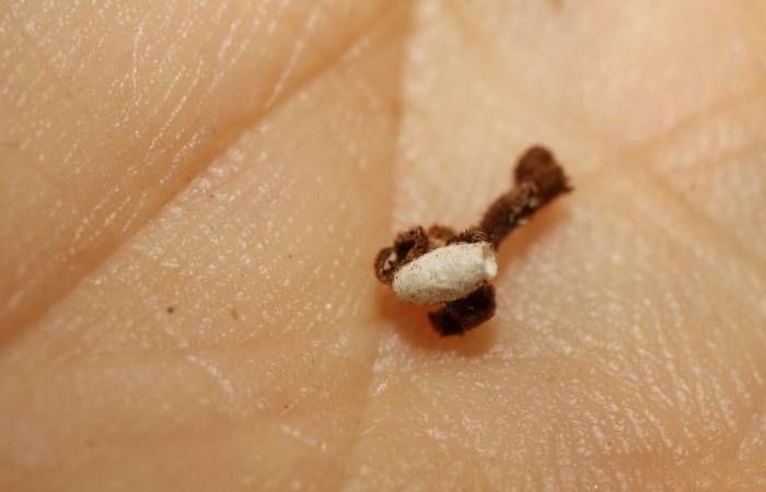 Fig. 13. Capullo de avispa ya elcosionado, que salió de larva en úitimo estadio de <i>Ocaria ocrisia</i>. parasitada con capullo <i>Parapanteles</i> Whitfield84 Braconidae. Area de Conservación Guanacaste, Sector Cacao, Sendero a Maritza, elevación 1150mt. (10-SRNP-35177-DHJ802205.jpg).