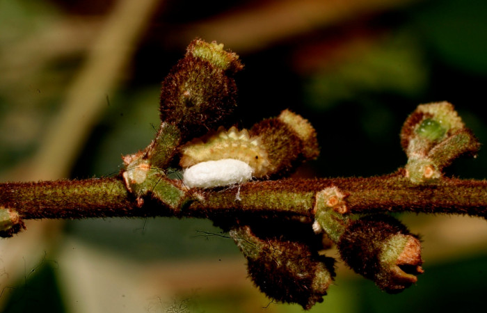 Fig. 12. Larva en penúltimo estadio de <i>Ocaria ocrisia</i>. cuidando capullo de. <i>Parapanteles</i> Whitfield84. Area de Conservación Guanacaste, Sector Cacao, Sendero a Maritza, elevación 1150mt. (10-SRNP-35196-DHJ472413.jpg).     