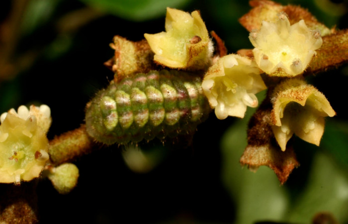 Fig. 5. Larva en último estadio de <i>Ocaria</i> ocrisiaDHJ02 (Lycaenidae). Area de Conservación Guanacaste, Sector Cacao, Sendero a Maritza, elevación 1150mt. (10-SRNP-35233-DHJ473674.jpg