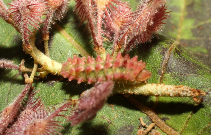 Fig. 1. Larva en último estadio de <i>Ocaria</i> ocrisiaDHJ02 (Lycaenidae). Area de Conservación Guanacaste, Sector Cacao, Sendero Nayo, elevación 1090mt. (14-SRNP-35122-DHJ490537.jpg).