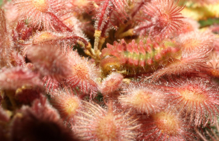 Fig. 7. Larva en último estadio de <i>Ocaria</i> ocrisiaDHJ02 (Lycaenidae). Area de Conservación Guanacaste, Sector Cacao, Sendero Nayo, elevación 1090mt. (14-SRNP-35122-DHJ490540.jpg).