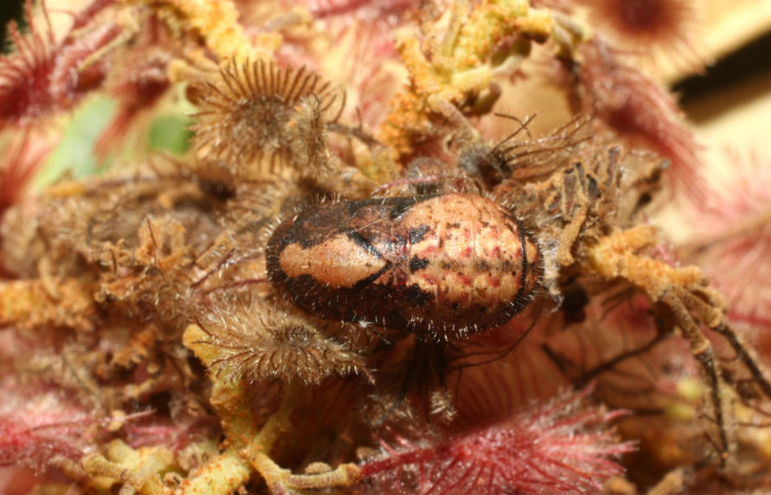Fig. 9. Pupa de <i>Ocaria</i> ocrisiaDHJ02 (Lycaenidae). Area de Conservación Guanacaste, Sector Cacao, Sendero Nayo, elevación 1090mt. (14-SRNP-35122-DHJ490569.jpg).