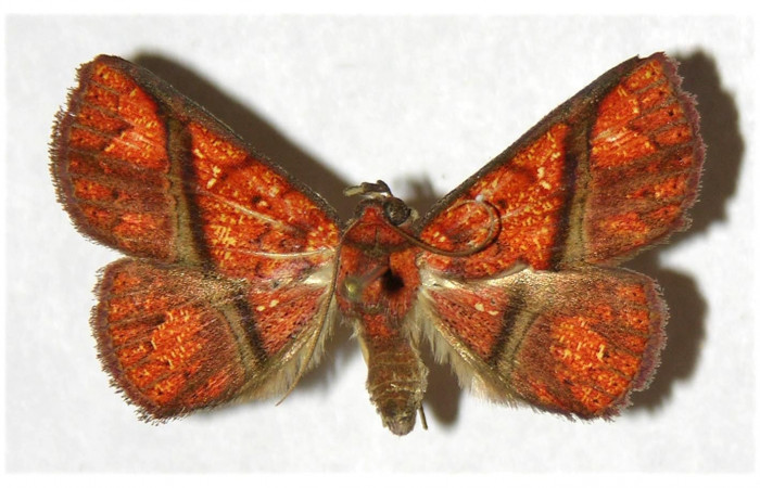 Fig.10 Adulto <i>Antiblemma incarnans</i>  dorsal. macho. Voucher:  04-SRNP-56464-DHJ320226.jpg