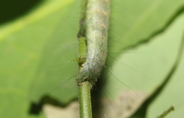 Fig.2 Larva  <i>Antiblemma incarnans</i> en último estadío mostrando la parte propatas, caracteristica. importante de la familia Erebidae Voucher: 17-SRNP-71433-DHJ738064.jpg