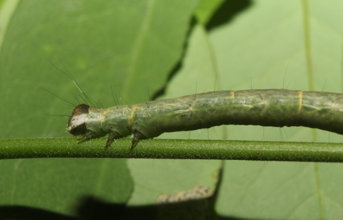 Fig .3  Larva <i>Antiblemma incarnans</i>  en último estadio mostrando parte frontal. Voucher: 17-SRNP-71433-DHJ738063.jpg