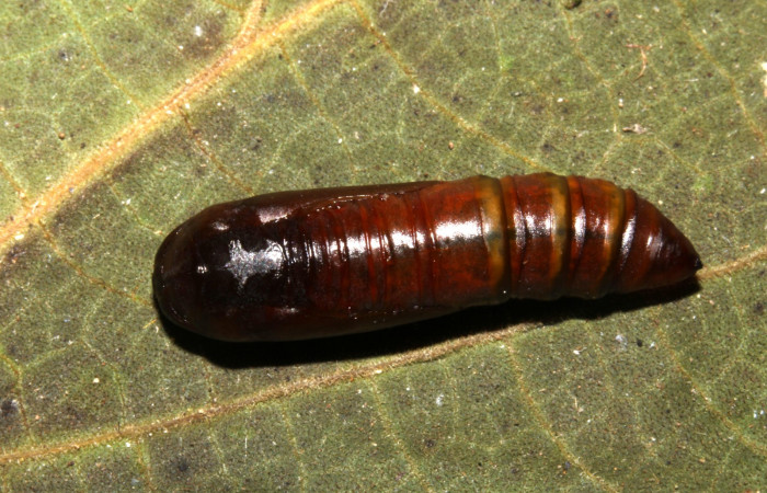 Fig. 7 Pupa <i>Antiblemma incarnans</i>  mostrando parte dorsal.  Voucher: 19-SRNP-30661-DHJ764906.jpg