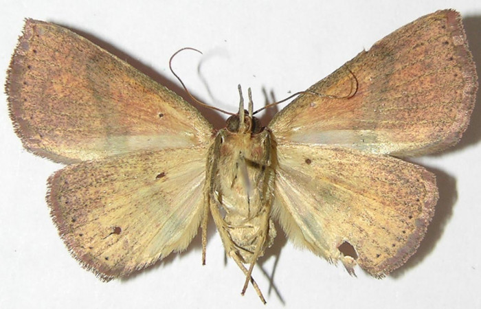 Fig.9 Adulto <i>Antiblemma incarnans</i>  ventral. Hembra. Voucher:  08-SRNP-32366-DHJ397341.jpg