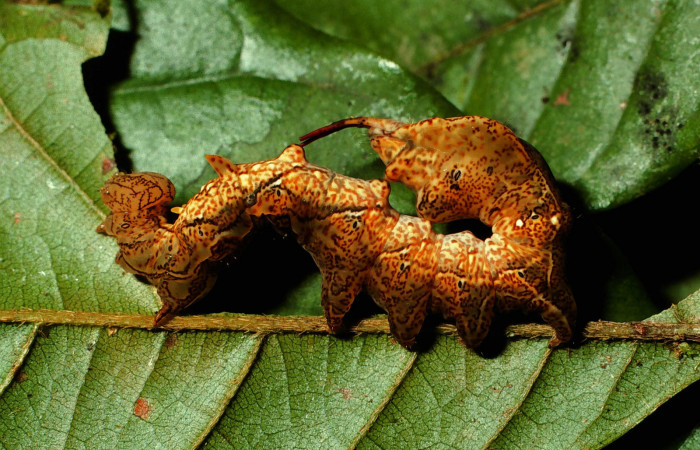 Figura 17. Larva <i>Calledema plusia</i> (Notodontidae), en último estadío (U), vista lateral, localidad Quebrada Cementerio, Sector San Cristóbal (ACG) (700m). Voucher: 01-SRNP-22387-DHJ67016.jpg.
