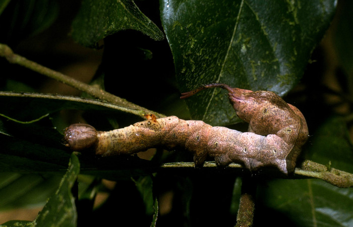 Figura 12. <i>Larva Calledema jocasta</i> (Notodontidae), en último estadío (U), vista lateral, localidad Puente Palma, Sector San Cristóbal (ACG) (460m). Voucher: 04-SRNP-3834-DHJ86131.jpg.