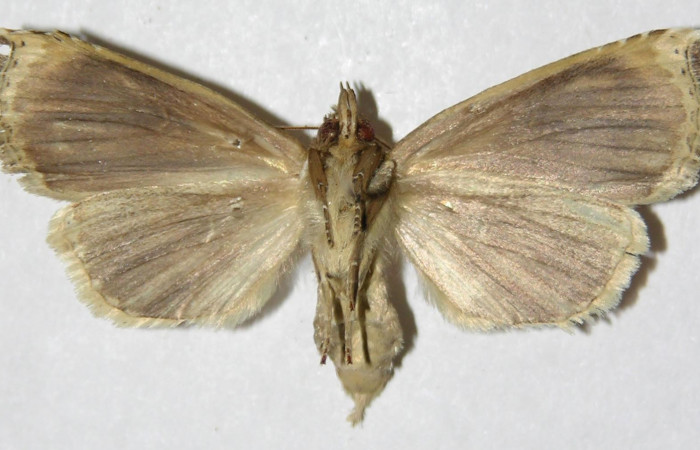 Figura 20. Adulto de <i>Calledema plusia</i> (Notodontidae), hembra vista ventral, localidad Quebrada Cementerio, Sector San Cristóbal (ACG) (700m). Voucher: 04-SRNP-4876-DHJ310261.jpg.