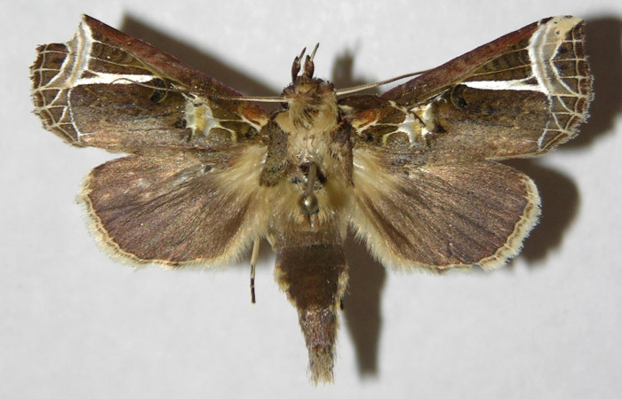 Figura 7. Adulto de <i>Calledema argenta</i> (Notodontidae), macho vista dorsal, localidad Sendero Carmona, Sector San Cristóbal (ACG) (670m). Voucher: 05-SRNP-834-DHJ310266.jpg.