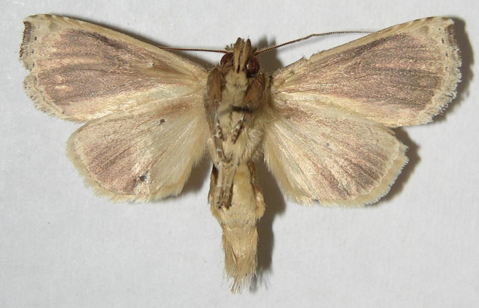 Figura 22. Adulto de <i>Calledema plusia</i> (Notodontidae), macho vista ventral, localidad Finca San Gabriel, Sector San Cristóbal (ACG) (645m). Voucher: 07-SRNP-3711-DHJ381587.jpg.