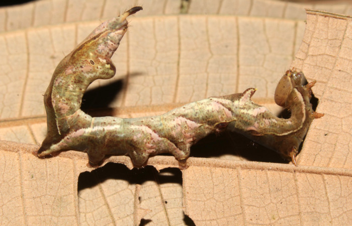 Figura 3. Larva <i>Calledema argenta</i> (Notodontidae), en penúltimo estadío (PU), vista lateral, localidad Sendero Trichoptera, Sector Pitilla (ACG) (655m). Voucher: 16-SRNP-31854-DHJ735748.jpg.