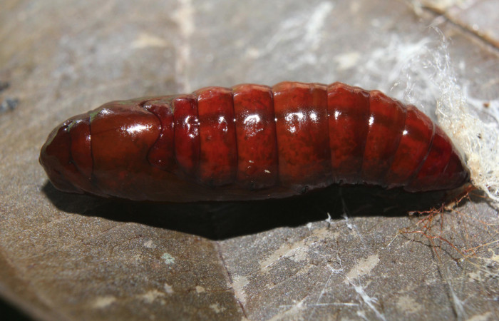 Figura 6. Pupa de <i>Calledema argenta</i> (Notodontidae), vista dorsal, localidad Medrano Estación Quica, Sector Pitilla (ACG) (380m). Voucher: 17-SRNP-72850-DHJ741182.jpg.