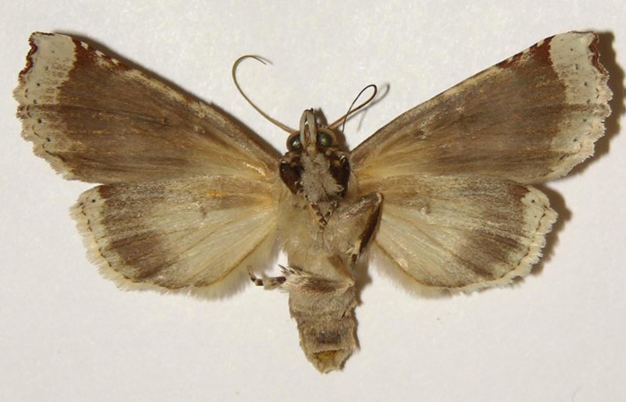 Figura 16. Adulto de <i>Calledema jocasta</i> (Notodontidae), hembra vista ventral, localidad Laguna Agua Buena, Sector El Hacha (ACG) (220m). Voucher: 96-SRNP-7027-DHJ301893.jpg.
