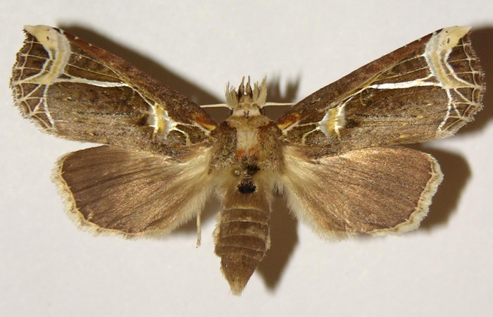 Figura 9. Adulto de <i>Calledema argenta</i> (Notodontidae), hembra vista dorsal, localidad Sendero Pinyal, Sector San Cristóbal (ACG) (630m). Voucher: 98-SRNP-6894-DHJ301884.jpg.