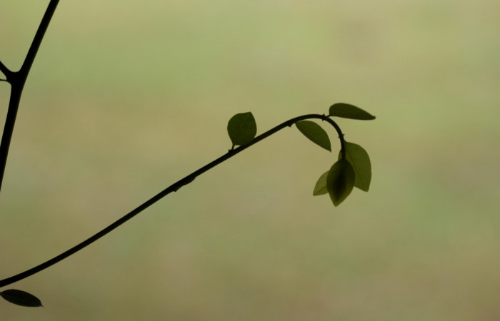 Forma de brotes de <i>Securidaca sylvestris</i>