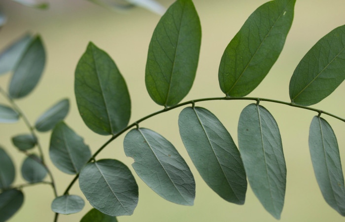 Hoja envés de <i>Securidaca sylvestris</i>