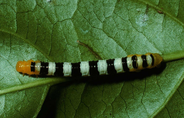 Figura 3. <i>Pseudomennis dioptoides</i> (Geometridae) último estadio, posición dorsal, Estación Caribe, Sendero Guaca. Voucher 02-SRNP-7949-DHJ68794.jpg.