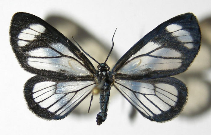 Figura 12. Adulto macho de <i>Pseudomennis dioptoides</i> (Geometridae) posición dorsal. Voucher 04-SRNP-3182-DHJ325546.jpg.  Figura 13. Adulto macho de Pseudomennis dioptoides (Geometridae) posición ventral. Voucher 04-SRNP-3182-DHJ325547.jpg.