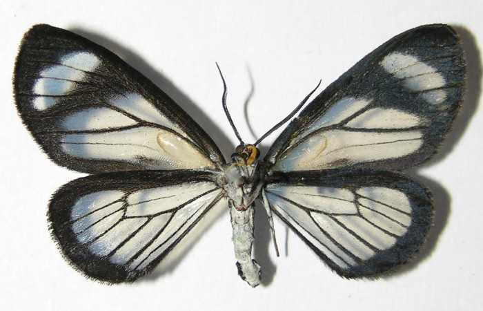 Figura 13. Adulto macho de <i>Pseudomennis dioptoides</i> (Geometridae) posición ventral. Voucher 04-SRNP-3182-DHJ325547.jpg.