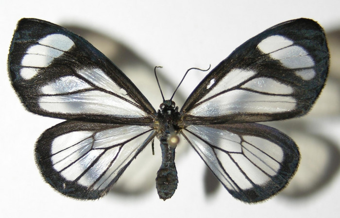 Figura 1. Adulto hembra de <i>Pseudomennis dioptoides</i> (Geometridae) posición dorsal. Voucher 05-SRNP-30948-DHJ325548