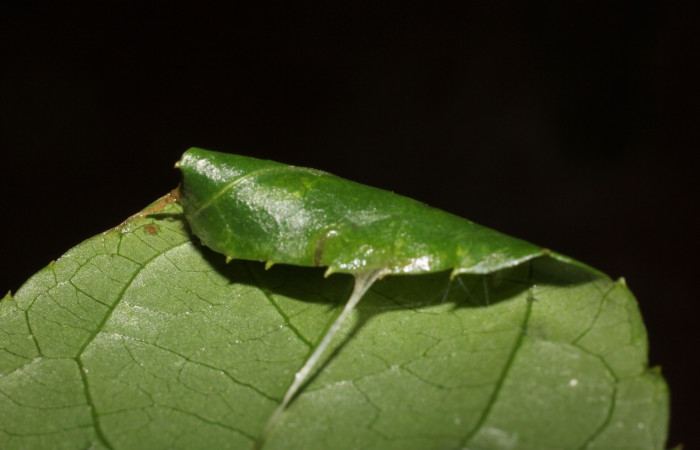 Figura 6. Pupa de <i>Pseudomennis dioptoides</i> (Geometridae), Sector San Cristóbal, Sendero Huerta. Voucher 17-SRNP-1554-DHJ704587.jpg.