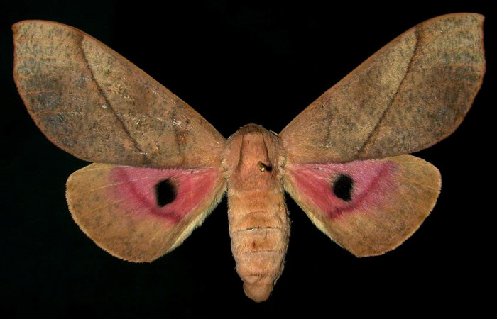 Figura 14. Adulto de <i>Syssphinx molina</i>, (Saturniidae), posición vista dorsal (hembra). (00-SRNP-8199-DHJ31363.jpg).
