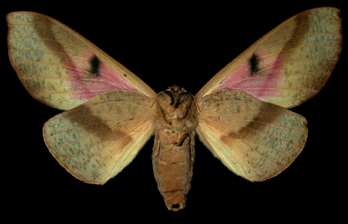 Figura 15. Adulto de <i>Syssphinx molina</i>, (Saturniidae), posición vista ventral (hembra). (00-SRNP-8199-DHJ31364.jpg).