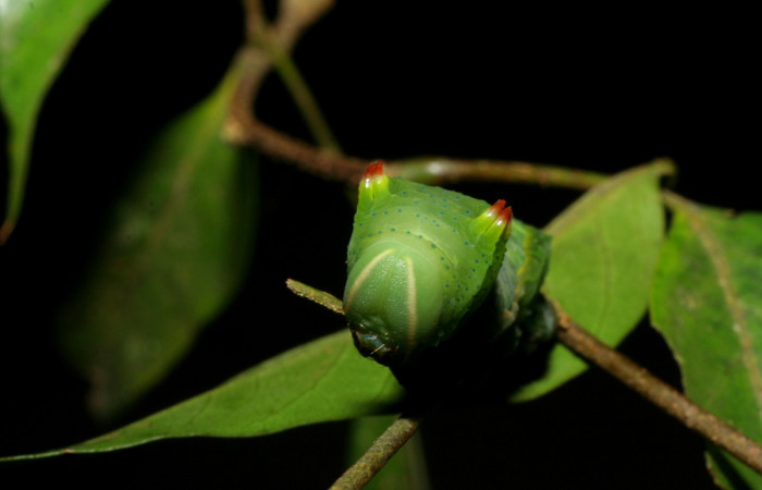 Fig. 9 Cabeza <i>Syssphinx molina</i> (Saturniidae), alimentándose en <i>Inga punctata</i> (Fabaceae), (07-SRNP-4013-DHJ429763.jpg), Sector San Cristobal, Quebrada Cementerio, (elevación 700 metros). Colectada 8 Octubre 2007.