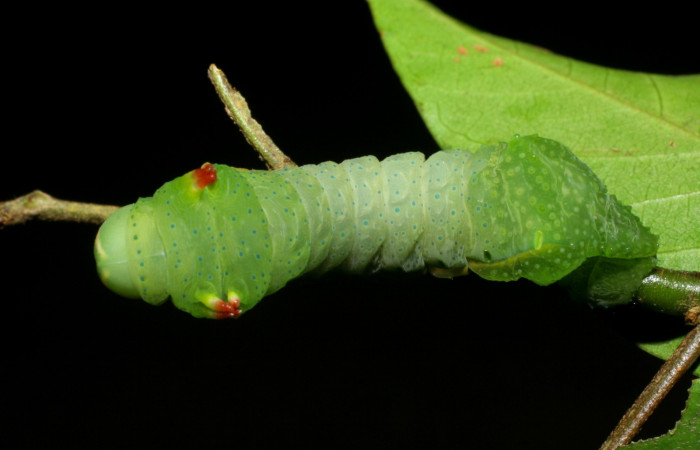 Fig. 6 Dorsal entero <i>Syssphinx molina</i> (Saturniidae), alimentándose en <i>Inga punctata</i> (Fabaceae), (07-SRNP-4013-DHJ429764.jpg), Sector San Cristobal, Quebrada Cementerio, (elevación 700 metros). Colectada 8 Octubre 2007.