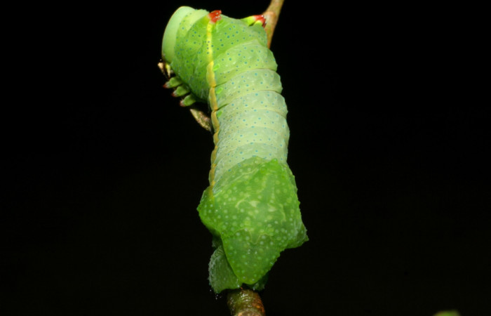 Fig. 21 Posterior trasera <i>Syssphinx molina</i> (Saturniidae), alimentándose en <i>Inga punctata</i> (Fabaceae), (07-SRNP-4013-DHJ429766.jpg), Sector San Cristobal, Quebrada Cementerio, (elevación 700 metros). Colectada 8 Octubre 2007.