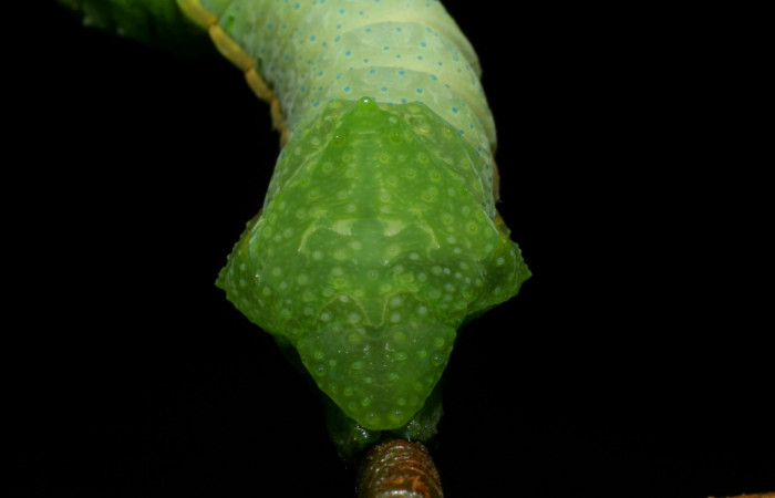 Fig. 10 Posterior trasera <i>Syssphinx molina</i> (Saturniidae), alimentándose en <i>Inga punctata</i> (Fabaceae), (07-SRNP-4013-DHJ429767.jpg), Sector San Cristobal, Quebrada Cementerio, (elevación 700 metros). Colectada 8 Octubre 2007.