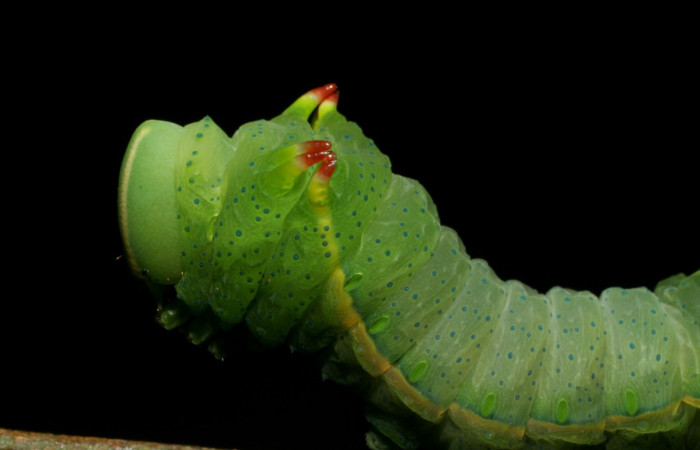 Fig. 8 Lateral tórax <i>Syssphinx molina</i> (Saturniidae), alimentándose en <i>Inga punctata</i> (Fabaceae), (07-SRNP-4013-DHJ429769.jpg), Sector San Cristobal, Quebrada Cementerio, (elevación 700 metros). Colectada 8 Octubre 2007.
