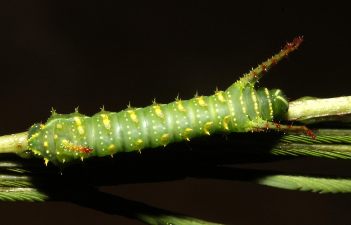 Fig. 18 Dorsal entero <i>Syssphinx</i> quadrilineataDHJ01 (Saturniidae), (13-SRNP-42918-DHJ708121.JPG), Sector Rincon Rain Forest, Camino Rio Negro, (elevación 373 metros). Colectada 31 Julio 2013. Foto Anabelle Córdoba.