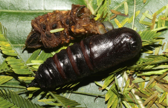 Fig. 23 Pupa <i>Syssphinx</i> quadrilineataDHJ01 (Saturniidae), (13-SRNP-42918-DHJ708203.jpg, Sector Rincon Rain Forest, Camino Rio Negro, (elevación 373 metros). Colectada 19 Agosto 2013. Foto Anabelle Córdoba.