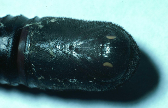 Fig. 12 Pupa ventral tórax <i>Syssphinx molina</i> (Saturniidae), (83-SRNP-645-DHJ5504.jpg), Sector Santa Rosa, Area Administrativa, (elevación 295 metros). Colectada 30 Junio 1983.