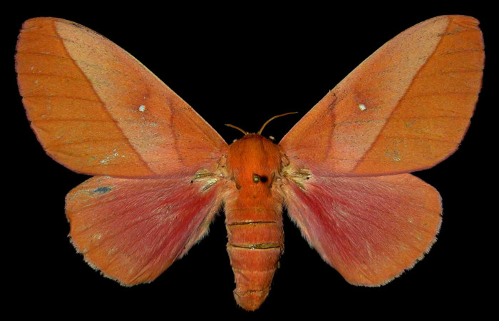 Figura 25. Adulto de <i>Syssphinx</i> quadrilineataDHJ01, (Saturniidae), posición vista dorsal (hembra). (84-SRNP-123-DHJ31379.jpg).