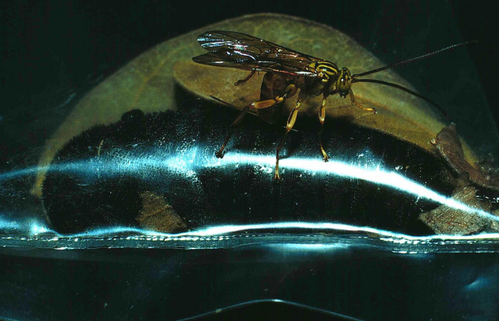 Fig. 13 Dentro de la bolsa plástica pupa de mariposa <i>Syssphinx molina</i>, parasitada por <i>Thyreodon santarosae</i>, y encima de la bolsa hiperparásito <i>Neotheronia tacubaya</i>.(84-SRNP-1597-DHJ8452.jpg), Sector Santa Rosa, Area Administrativa, (elevación 295 metros). Colectada 28 Julio 1984. Foto tomada Daniel Janzen.