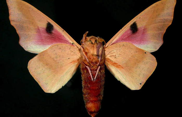 Figura 17. Adulto de <i>Syssphinx molina</i>, (Saturniidae), posición vista ventral (macho). (86-SRNP-272-DHJ31370.jpg).