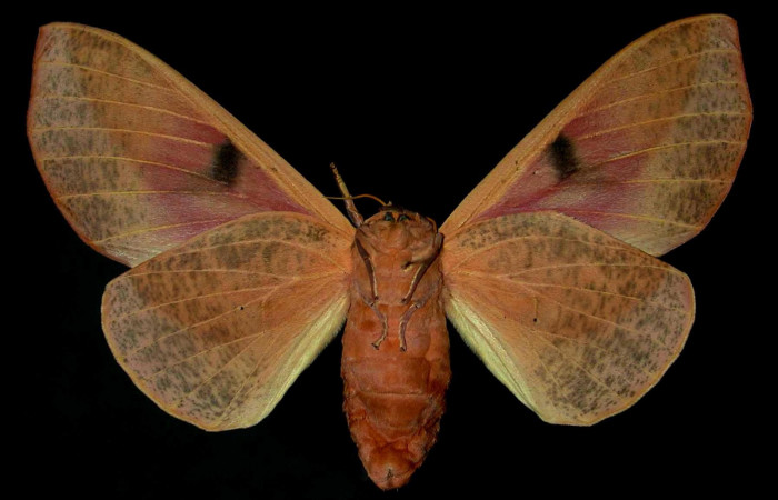 Figura 28. Adulto de <i>Syssphinx molina</i>, (Saturniidae), posición vista ventral (hembra). (89-SRNP-348-DHJ31372.jpg).