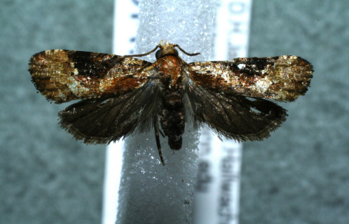 Figura 16. Adulto <i>Monortha</i> BioLep231 (Tortricidae), vista dorsal. (12-SRNP-3793-DHJ568602).