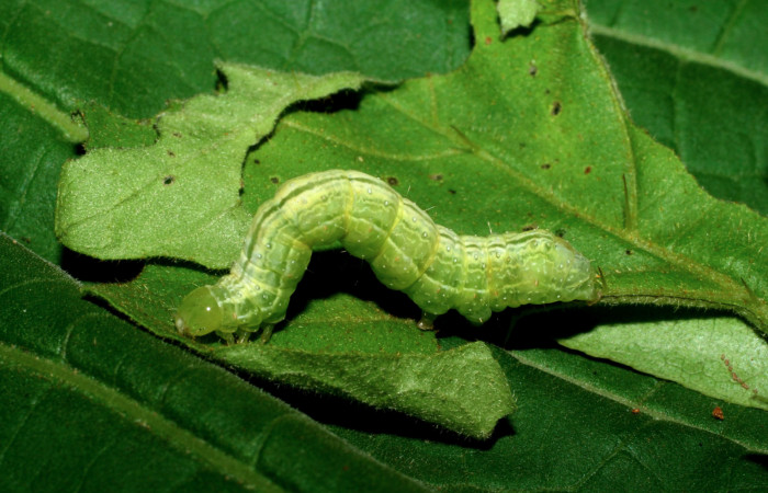 Figura 4. Larva de <i>Chrysodeixis includens</i> (Noctuidae). Penúltimo estadio voucher: 06-SRNP-55685-DHJ417659.jpg.