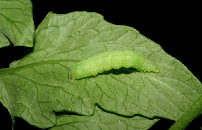 Figura 1. Larva de <i>Chrysodeixis includens</i> (Noctuidae) en <i>Solanum lycopersicum</i> (introducido) Penúltimo estadio voucher: 07-SRNP-150-DHJ419286.jpg.