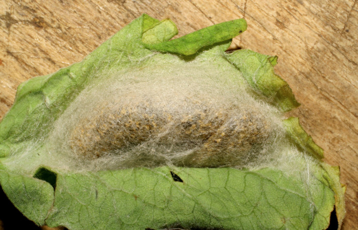 Figura 6. Larva de <i>Chrysodeixis includens</i> (Noctuidae) parasitada por microavispas de <i>Copidosoma floridanum</i> (Encyrtidae) voucher: 107-SRNP-226-DHJ418278.jpg.