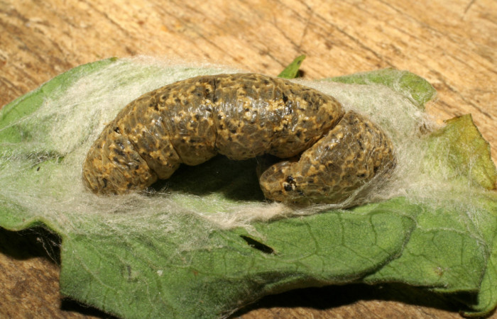 Figura 7. Larva de <i>Chrysodeixis includens</i> (Noctuidae), parasitada por microavispas de <i>Copidosoma floridanum</i> (Encyrtidae) voucher: 107-SRNP-226-DHJ418279.jpg.