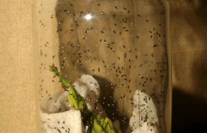 Figura 8. Microavispas eclosionadas de Copidosoma floridanum (Encyrtidae). Voucher: 07-SRNP-231-DHJ418281.jpg.