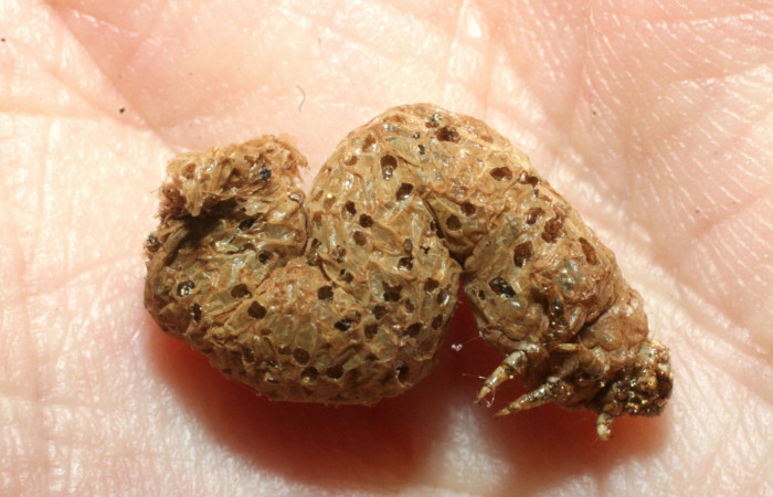 Figura 10. Microavispas eclosionadas de <i>Copidosoma floridanum</i> (Encyrtidae) voucher: 07-SRNP-437-DHJ452599.jpg.